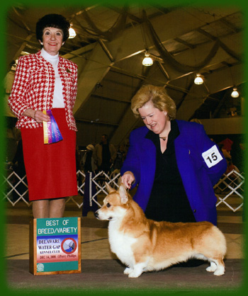 Corgi usa deals