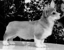 Winnie puppy (b).jpg